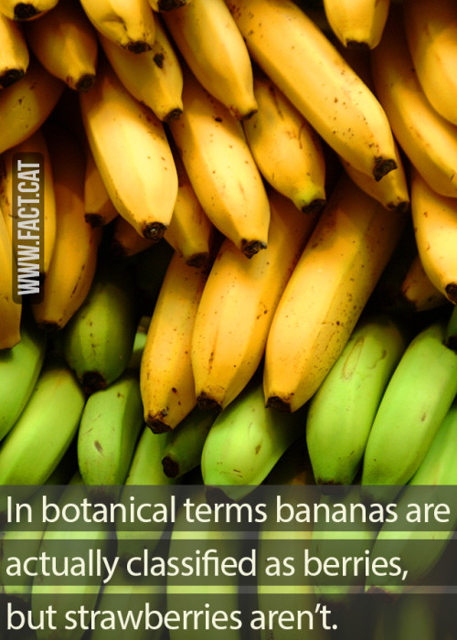 » Are bananas berries?