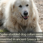 How were spike-studded dog collars invented?
