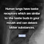 Do our lungs have taste buds?